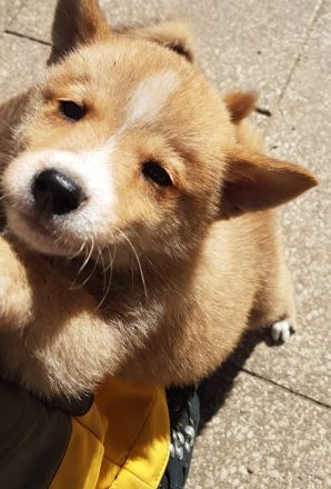 Shiba Inu mix Welpen