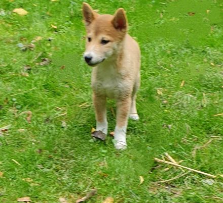 Shiba Inu mix Welpen
