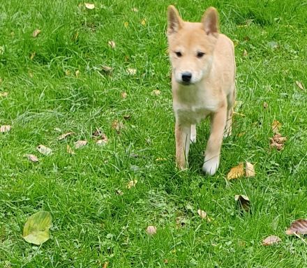 Shiba Inu mix Welpen