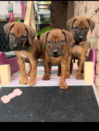 Wunderschöne Rhodesian Ridgeback Welpen mit DNA Ahnentafel