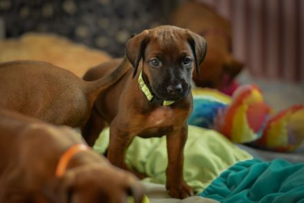 Wunderschöne Rhodesian Ridgeback Welpen mit DNA Ahnentafel