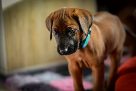 Wunderschöne Rhodesian Ridgeback Welpen mit DNA Ahnentafel