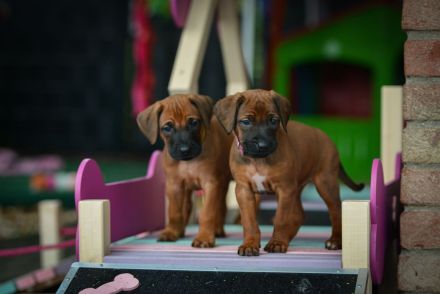Wunderschöne Rhodesian Ridgeback Welpen mit DNA Ahnentafel