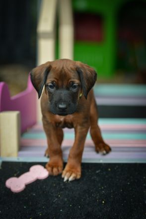 Wunderschöne Rhodesian Ridgeback Welpen mit DNA Ahnentafel