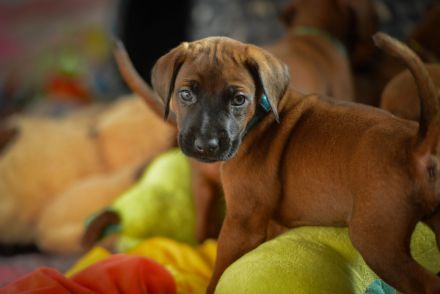 Wunderschöne Rhodesian Ridgeback Welpen mit DNA Ahnentafel