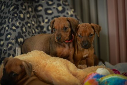 Wunderschöne Rhodesian Ridgeback Welpen mit DNA Ahnentafel