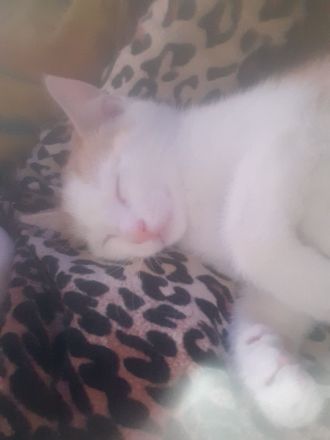 Wir suchen keinen Dosenöffner,  WIR SUCHEN EINEN FREUND FÜRS LEBEN :-)