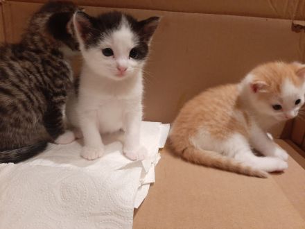 Wir suchen keinen Dosenöffner,  WIR SUCHEN EINEN FREUND FÜRS LEBEN :-)