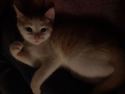 Wir suchen keinen Dosenöffner,  WIR SUCHEN EINEN FREUND FÜRS LEBEN :-)