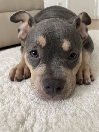 American Pocket Bully Welpe ABKC