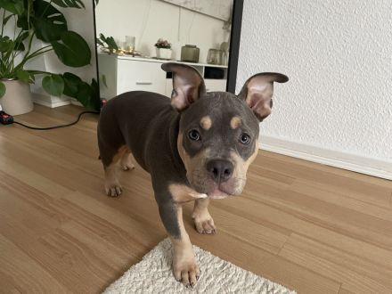 American Pocket Bully Welpe ABKC