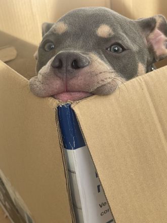 American Pocket Bully Welpe ABKC