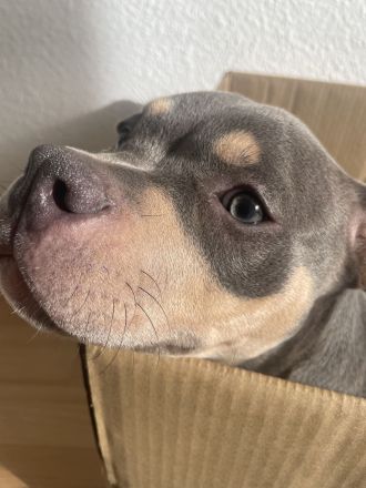 American Pocket Bully Welpe ABKC