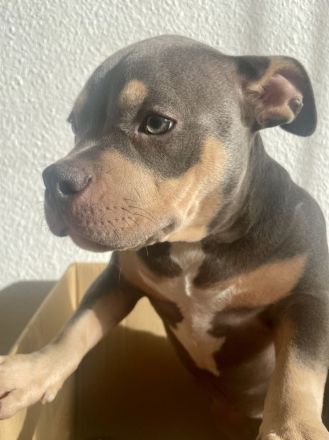 American Pocket Bully Welpe ABKC