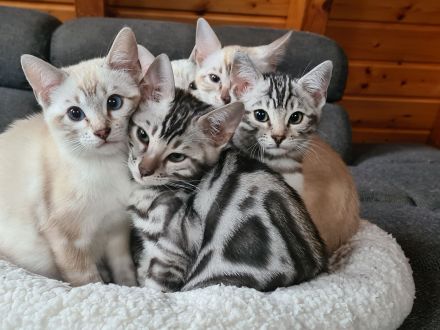 Reinrassige Snow Bengal Kitten mit TICA Stammbaum dürfen ausziehen