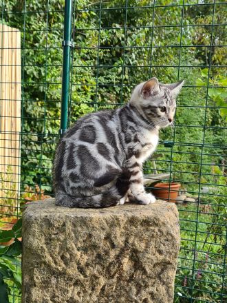 Reinrassige Snow Bengal Kitten mit TICA Stammbaum dürfen ausziehen