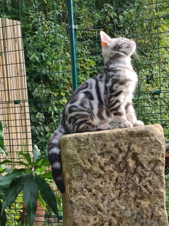 Reinrassige Snow Bengal Kitten mit TICA Stammbaum dürfen ausziehen