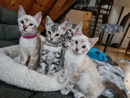 Reinrassige Snow Bengal Kitten mit TICA Stammbaum dürfen ausziehen