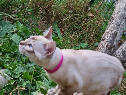 Reinrassige Snow Bengal Kitten mit TICA Stammbaum dürfen ausziehen