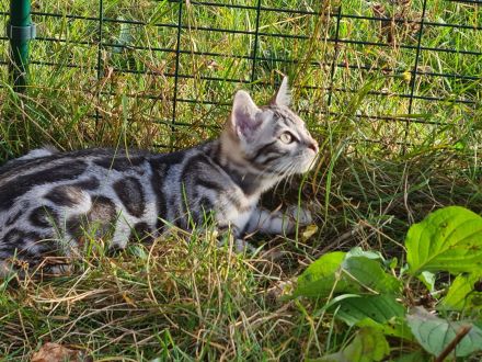 Reinrassige Snow Bengal Kitten mit TICA Stammbaum dürfen ausziehen