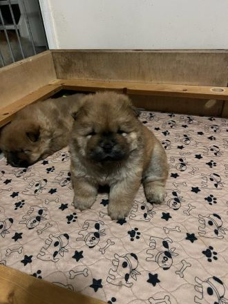 chow-chow pups