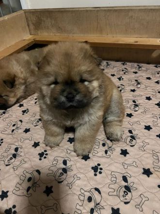 chow-chow pups