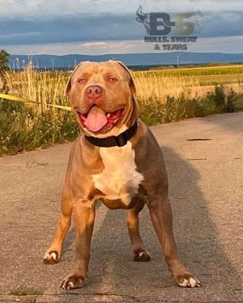 American Bully XL