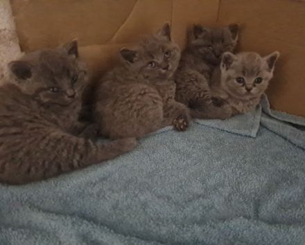 Britisch kurzhaar katzen