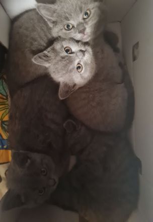 Britisch kurzhaar katzen