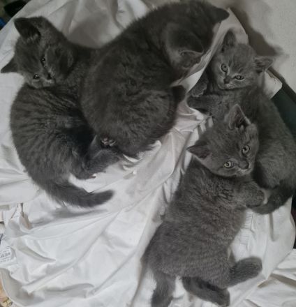 Britisch kurzhaar katzen