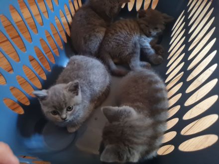 Britisch kurzhaar katzen