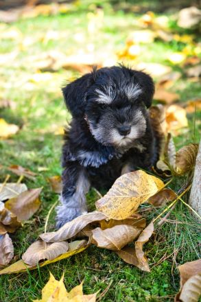Zu den mutigen Hussiten