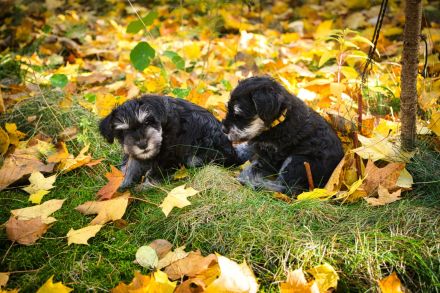 Zu den mutigen Hussiten