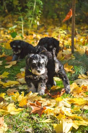 Zu den mutigen Hussiten