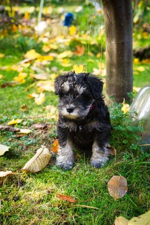 Zu den mutigen Hussiten