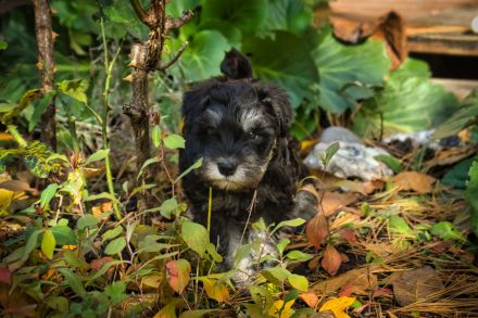 Zu den mutigen Hussiten