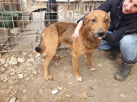 GINO  ca. 4-jähriger, aufgeschlossener, lebensfroher Rüde, ca. 53 cm