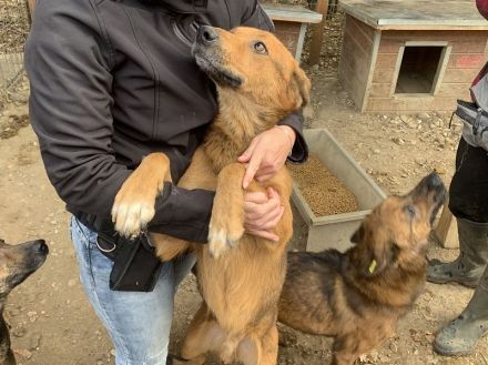 GINO  ca. 4-jähriger, aufgeschlossener, lebensfroher Rüde, ca. 53 cm