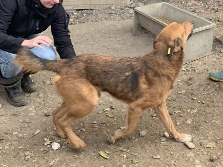 GINO  ca. 4-jähriger, aufgeschlossener, lebensfroher Rüde, ca. 53 cm