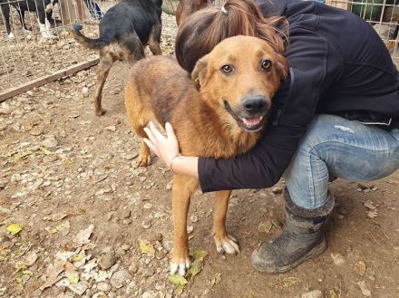 GINO  ca. 4-jähriger, aufgeschlossener, lebensfroher Rüde, ca. 53 cm
