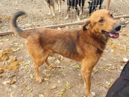 GINO  ca. 4-jähriger, aufgeschlossener, lebensfroher Rüde, ca. 53 cm