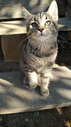 Samtpfoten suchen neuen Wirkungskreis