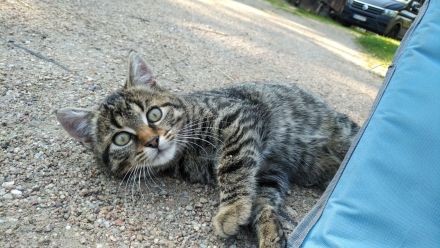 Samtpfoten suchen neuen Wirkungskreis