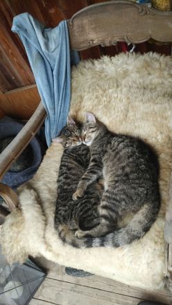 Samtpfoten suchen neuen Wirkungskreis