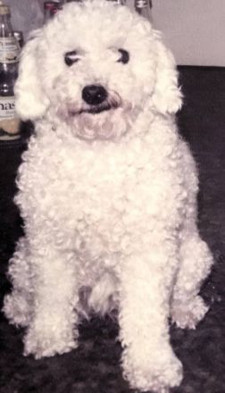 Hundetagesstätte Frankfurter Fellnasen