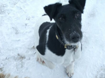 Hundetagesstätte Frankfurter Fellnasen