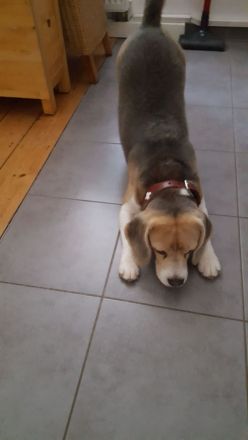 Hundetagesstätte Frankfurter Fellnasen