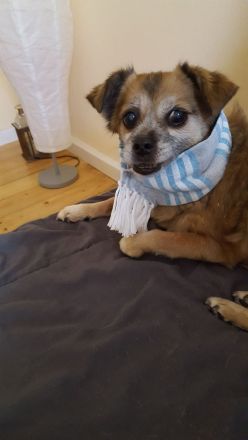 Hundetagesstätte Frankfurter Fellnasen