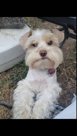 Hundetagesstätte Frankfurter Fellnasen