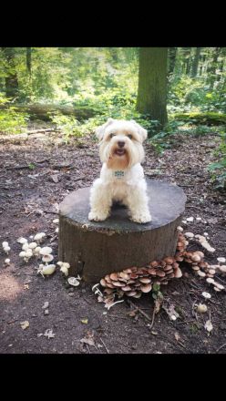 Hundetagesstätte Frankfurter Fellnasen
